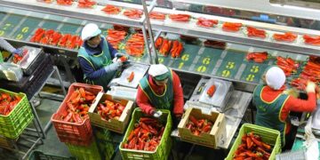 مدريد تحشد الأوروبيين لتقييد تصدير الخضر والفواكه المغربية إلى السوق المشتركة